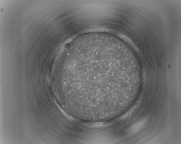 X0000068770841200605262204