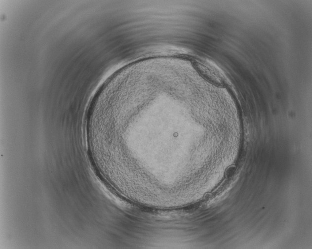 X0000068770843200605262204