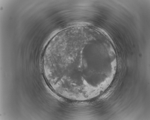 X0000068770851200605262204