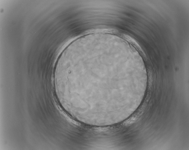 X0000068770852200605262204