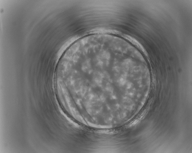 X0000068770855200605262204