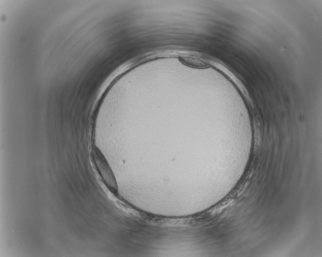 X0000068770861200605262204