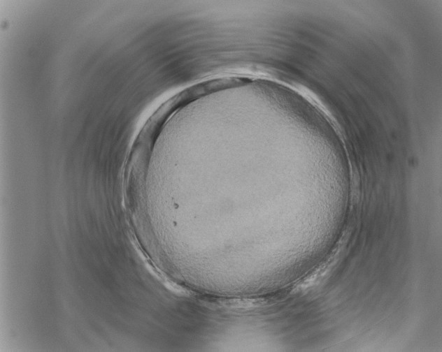 X0000068770862200605262204