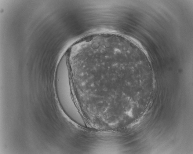 X0000068770863200605262204