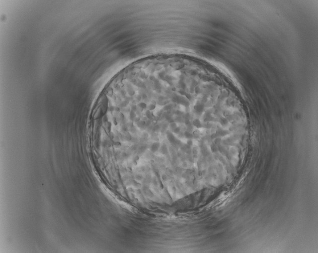 X0000068770903200605262203