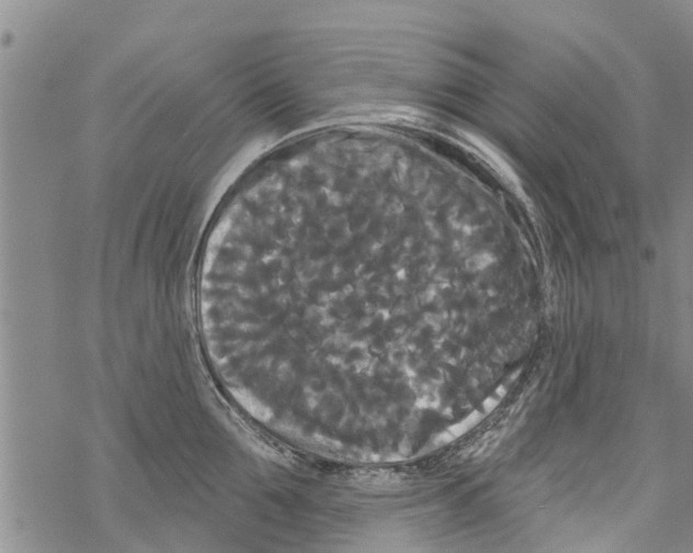 X0000068770907200605262203