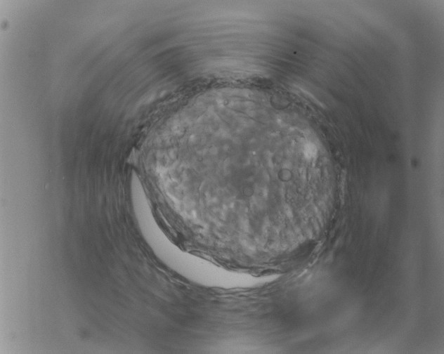 X0000068770917200605262202