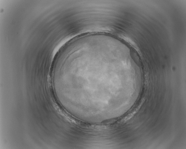 X0000068770928200605262202