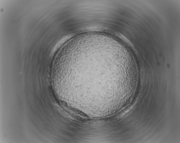 X0000068770930200605262202