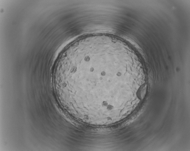 X0000068770933200605262202