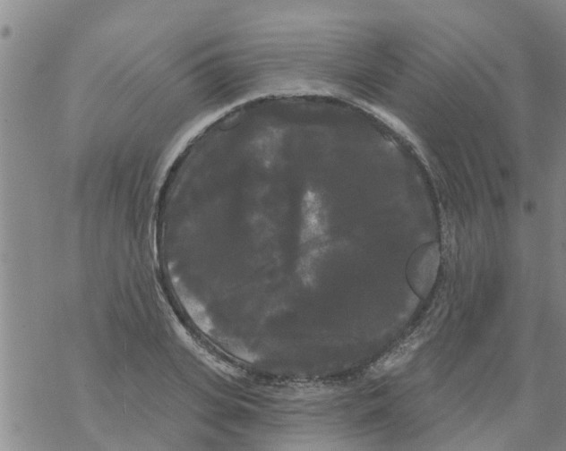 X0000068770935200605262202