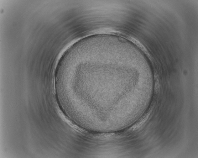 X0000068770939200605262202