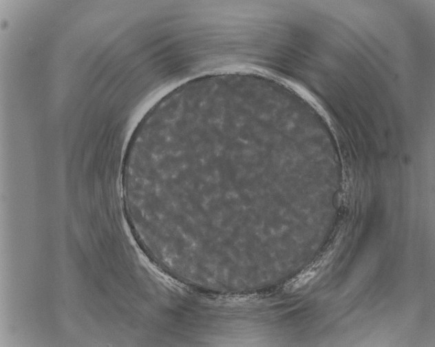 X0000068770951200605262203