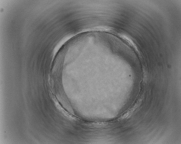 X0000068770952200605262203