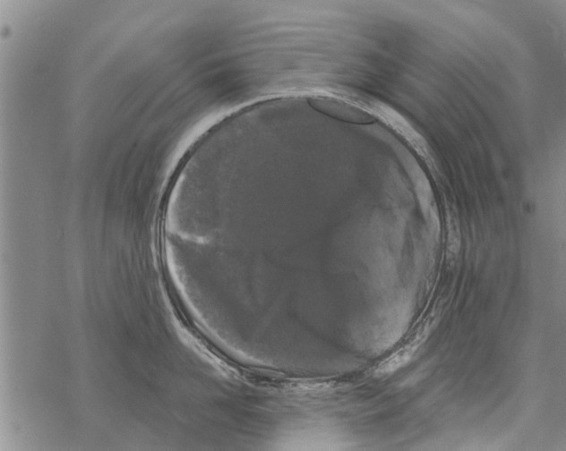 X0000068770958200605262203