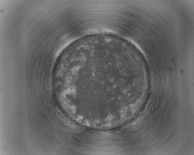 X0000068770975200605262202