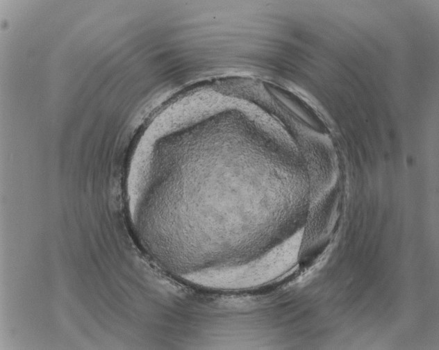 X0000068770977200605262202