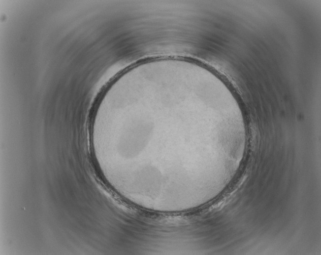 X0000068770982200605262202