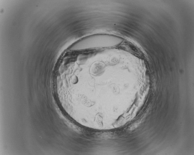 X0000068770991200605262202