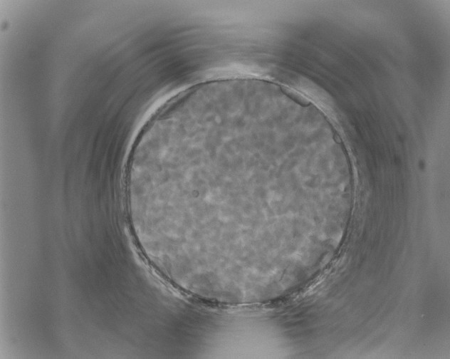 X0000068771008200605262201