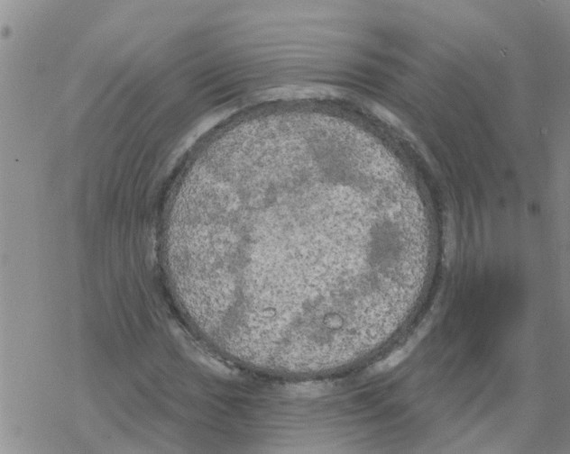 X0000068771017200605262201