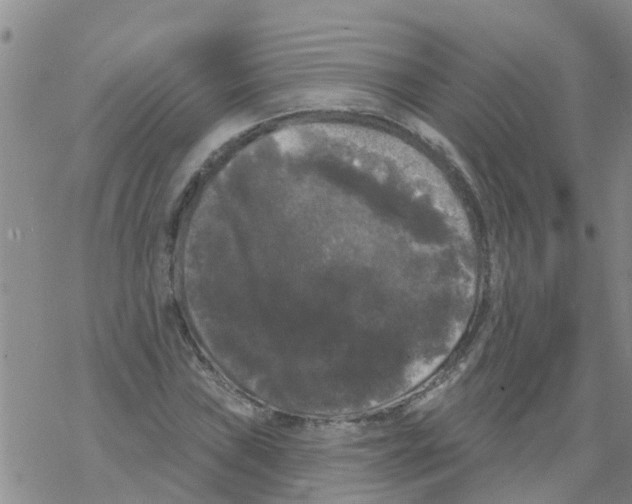 X0000068771019200605262201