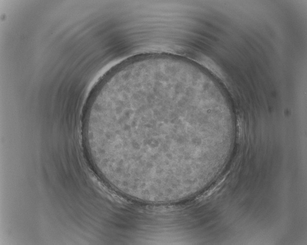 X0000068771020200605262201