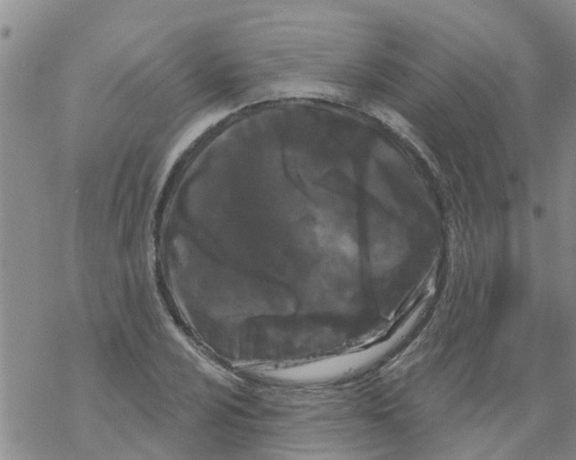 X0000068771024200605262201