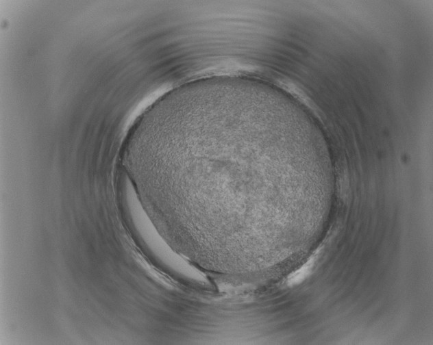 X0000068771026200605262201