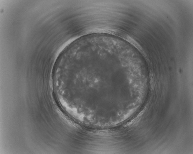 X0000068771028200605262201