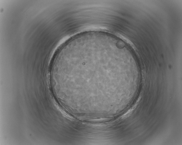 X0000068771029200605262201