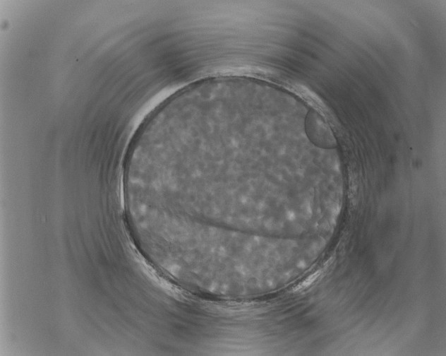 X0000068771036200605262201