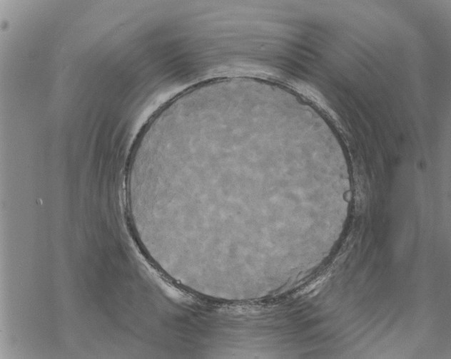 X0000068771040200605262201