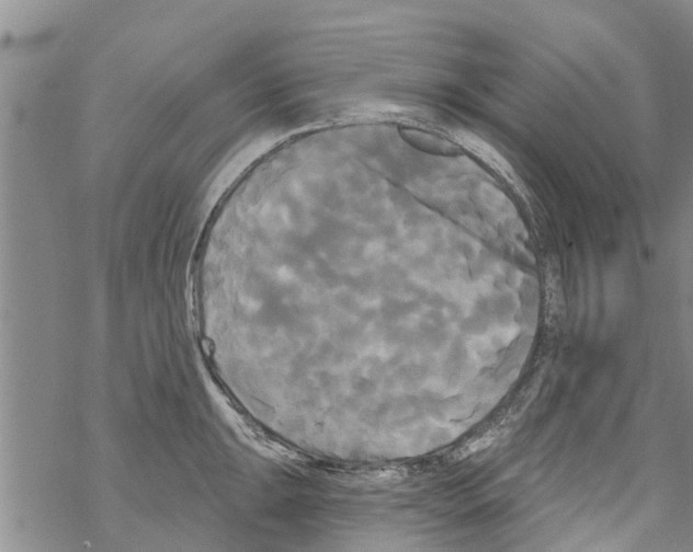 X0000068771047200605262201