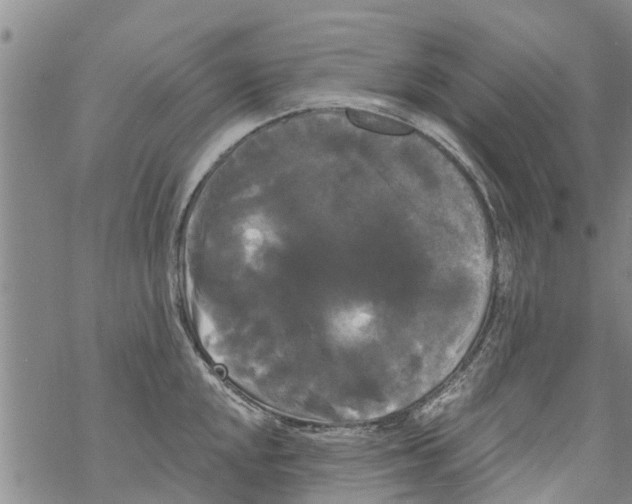 X0000068771048200605262201