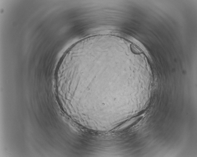 X0000068771051200605262201