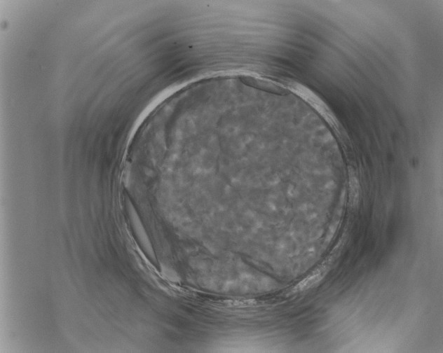 X0000068771052200605262201