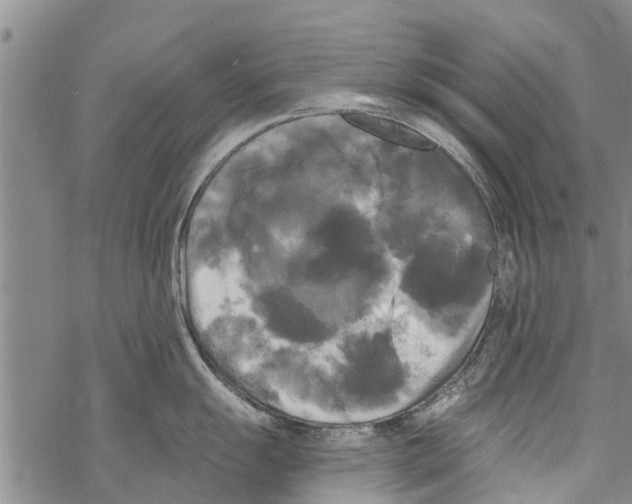 X0000068771055200605262201