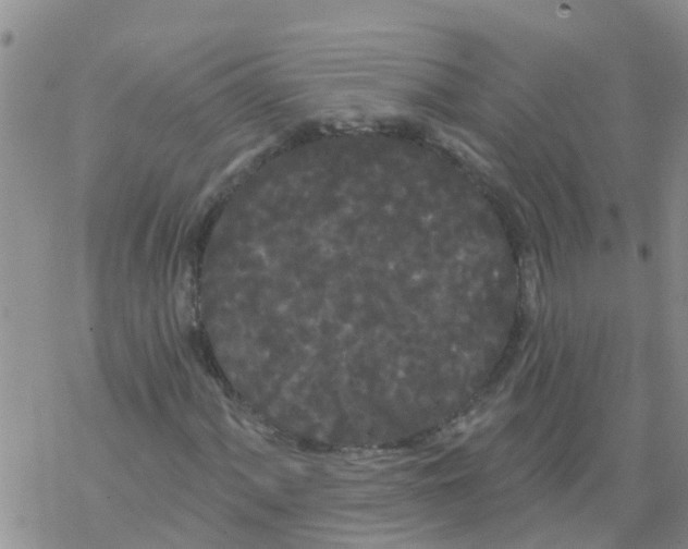 X0000068771060200605262200