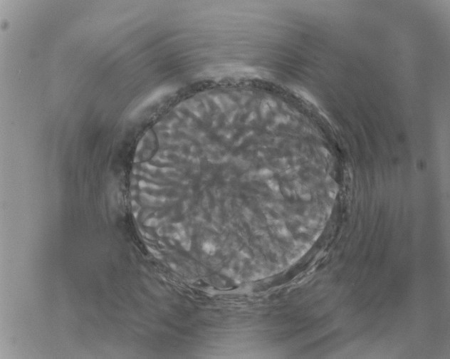 X0000068771063200605262200