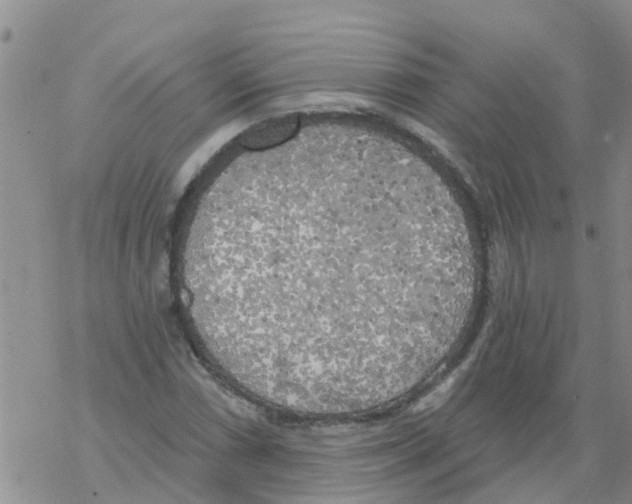 X0000068771066200605262200