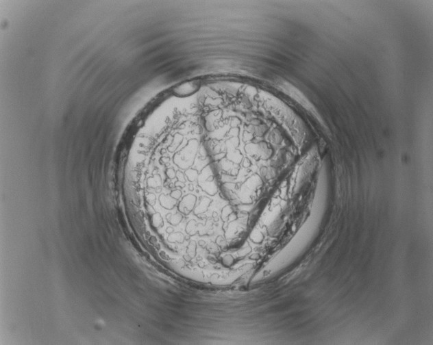 X0000068771068200605262200