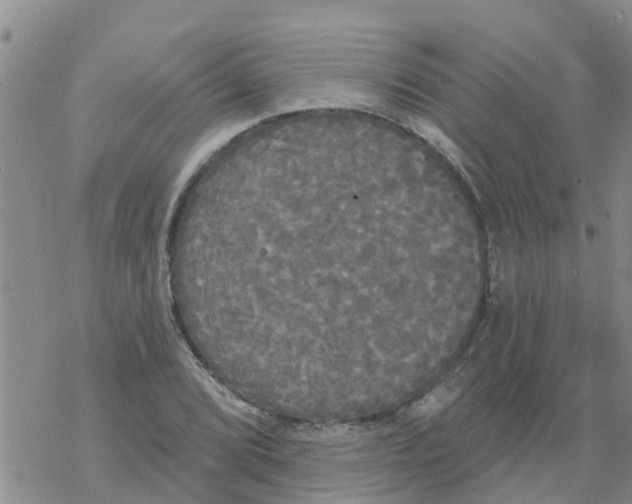 X0000068771072200605262200