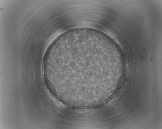 X0000068771076200605262200