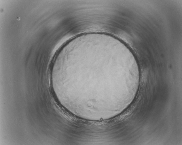 X0000068771078200605262200