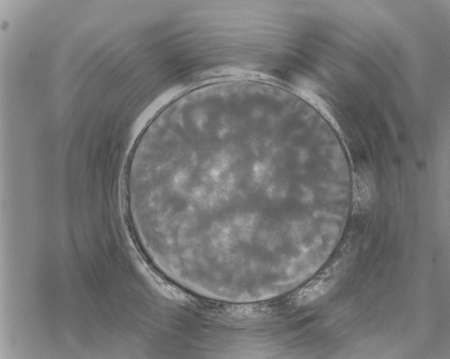 X0000068771098200605262200