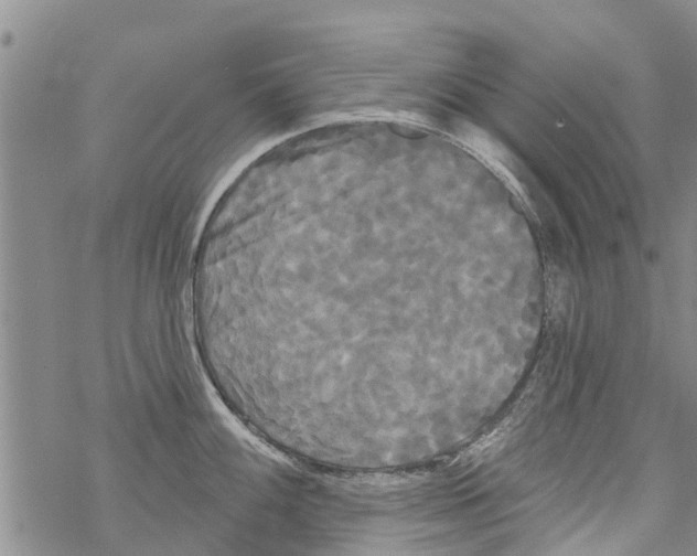 X0000068771100200605262200