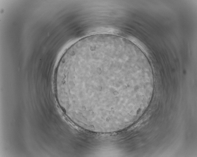 X0000068771104200605262200