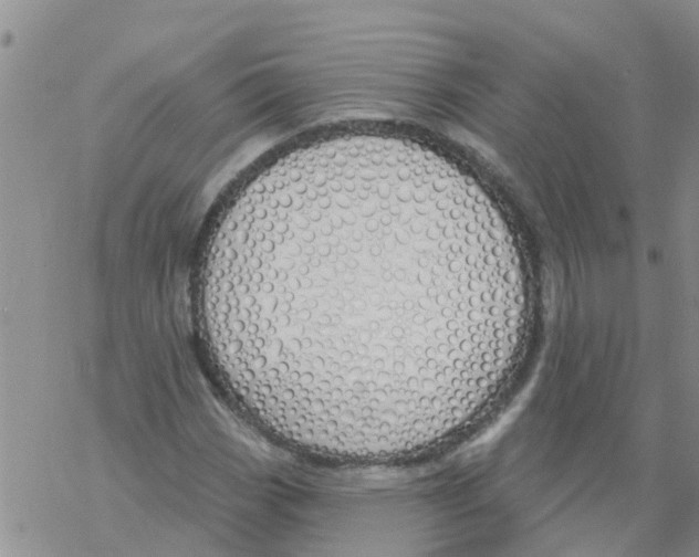 X0000068771113200605262159