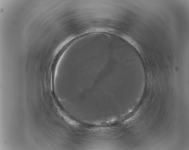 X0000068771127200605262159